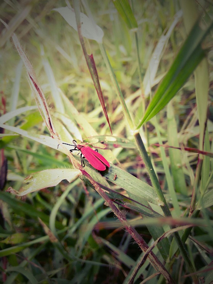 Beautiful Insect