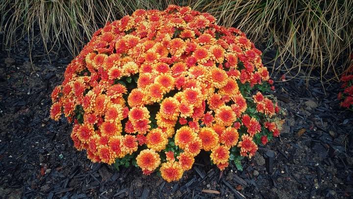 Beautiful flowers