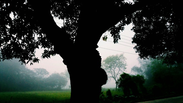 nature