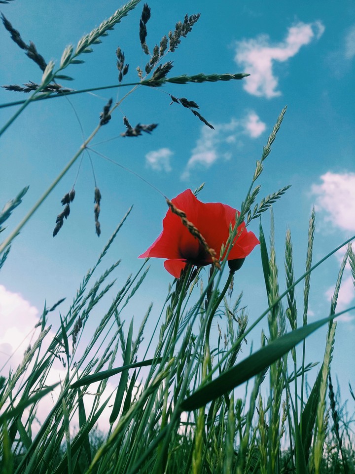 poppy ?