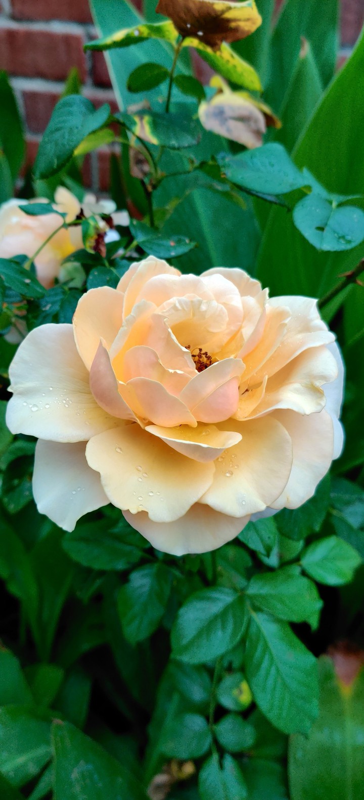 Pretty rose