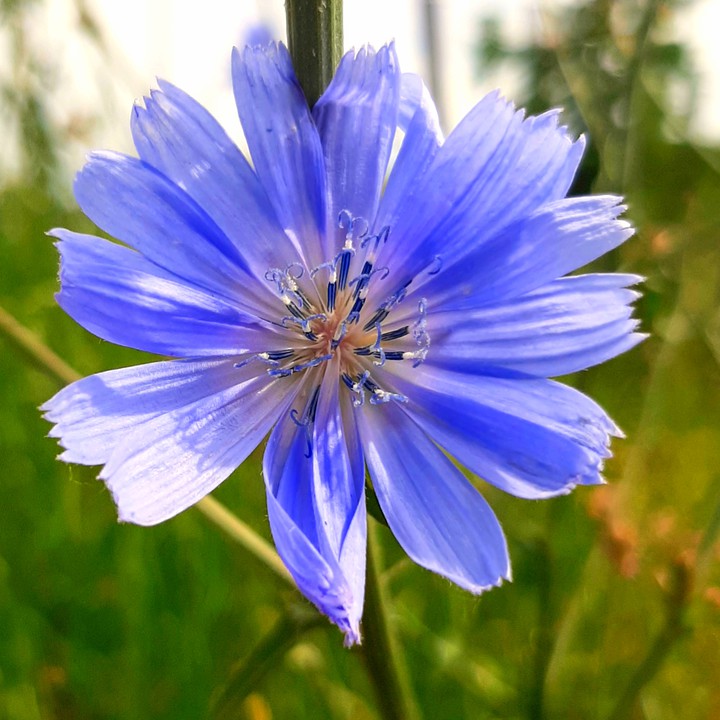 Blue flower