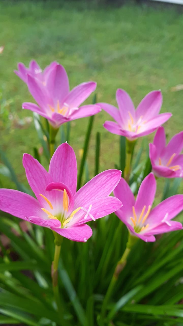 flowers