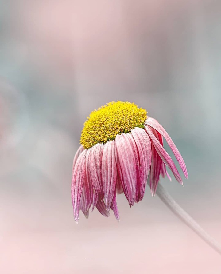 just a flower ...