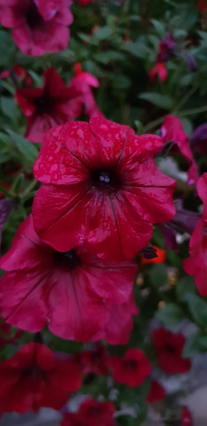Flowers in the rain