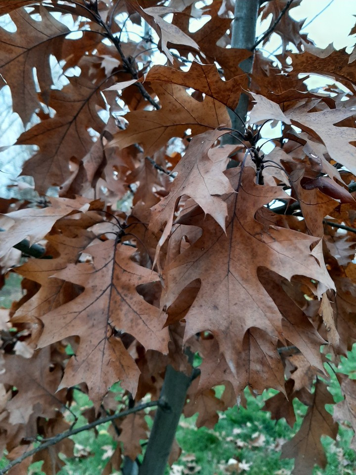 Autumn