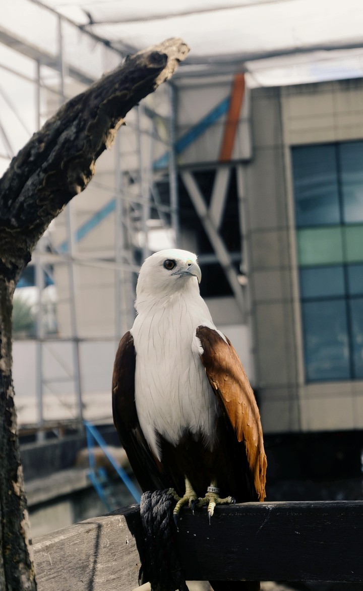 Philippine eagle