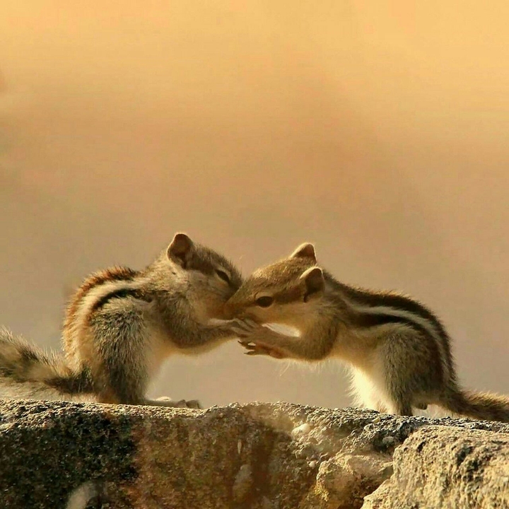squirrel