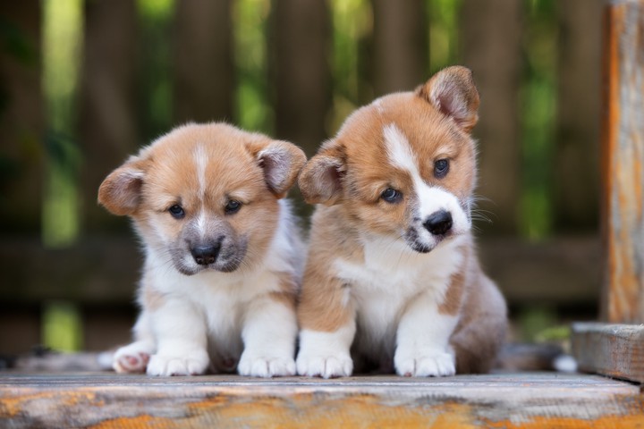 Dogs
