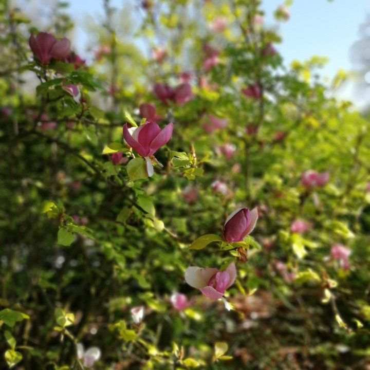 magnolia