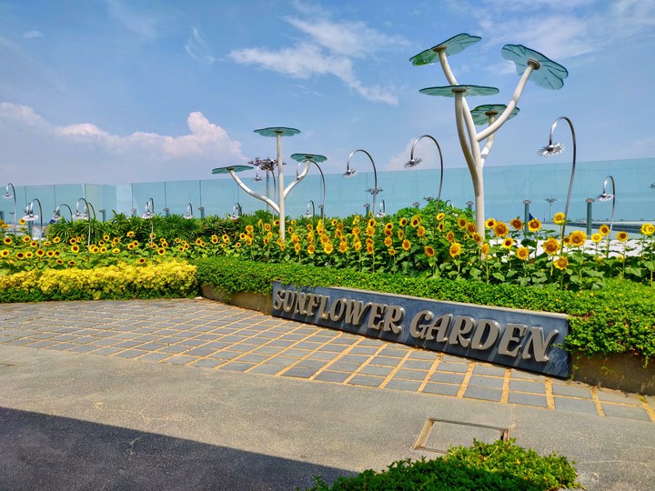 Sunflower Garden Singapore