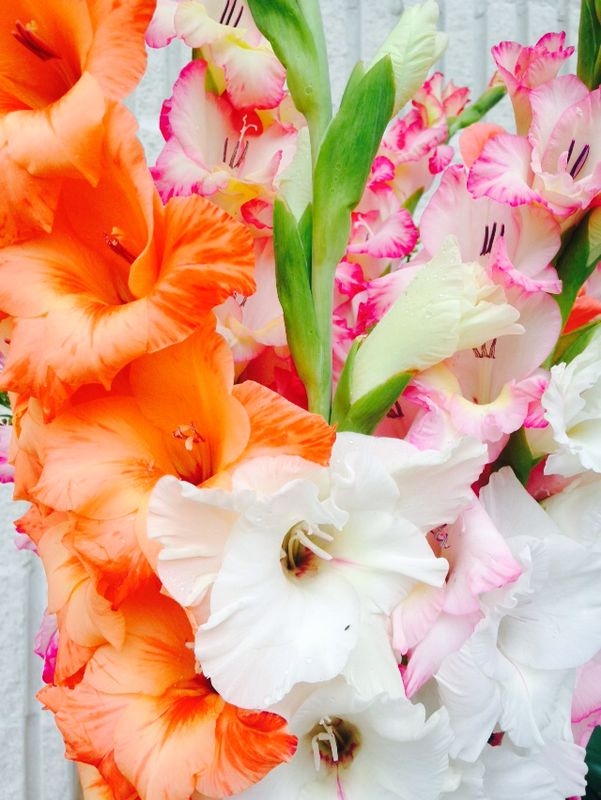 gladioli