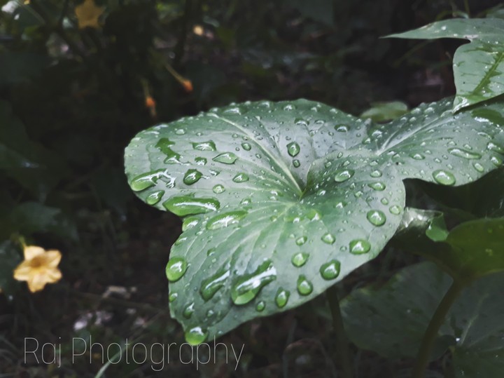 water drop