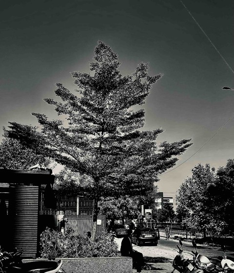 larch, 黑色壁纸