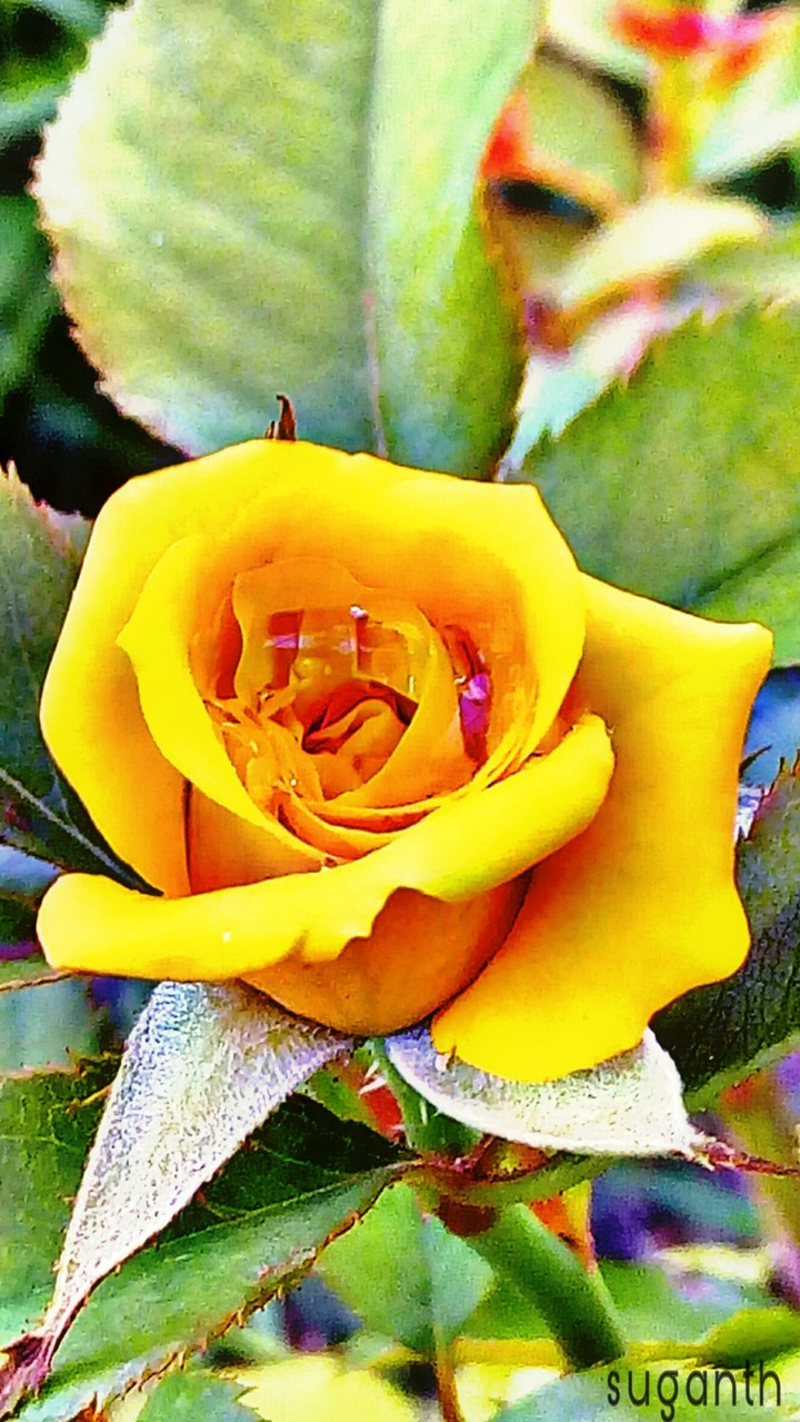 yellow rose