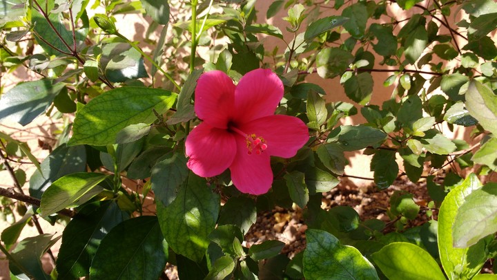 Pink Beauty
