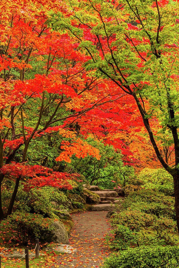 Autumn Garden 3