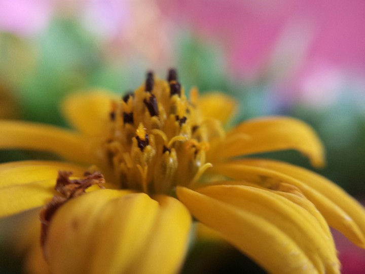 baby sunflower