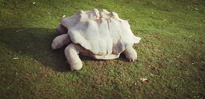 Tortoise