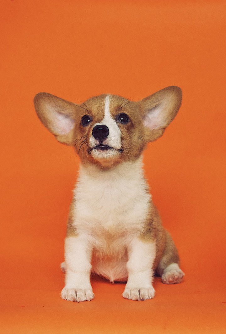 cutedog, animal