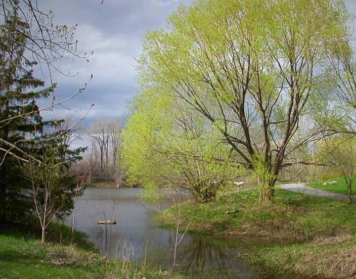 Willow tree blooming