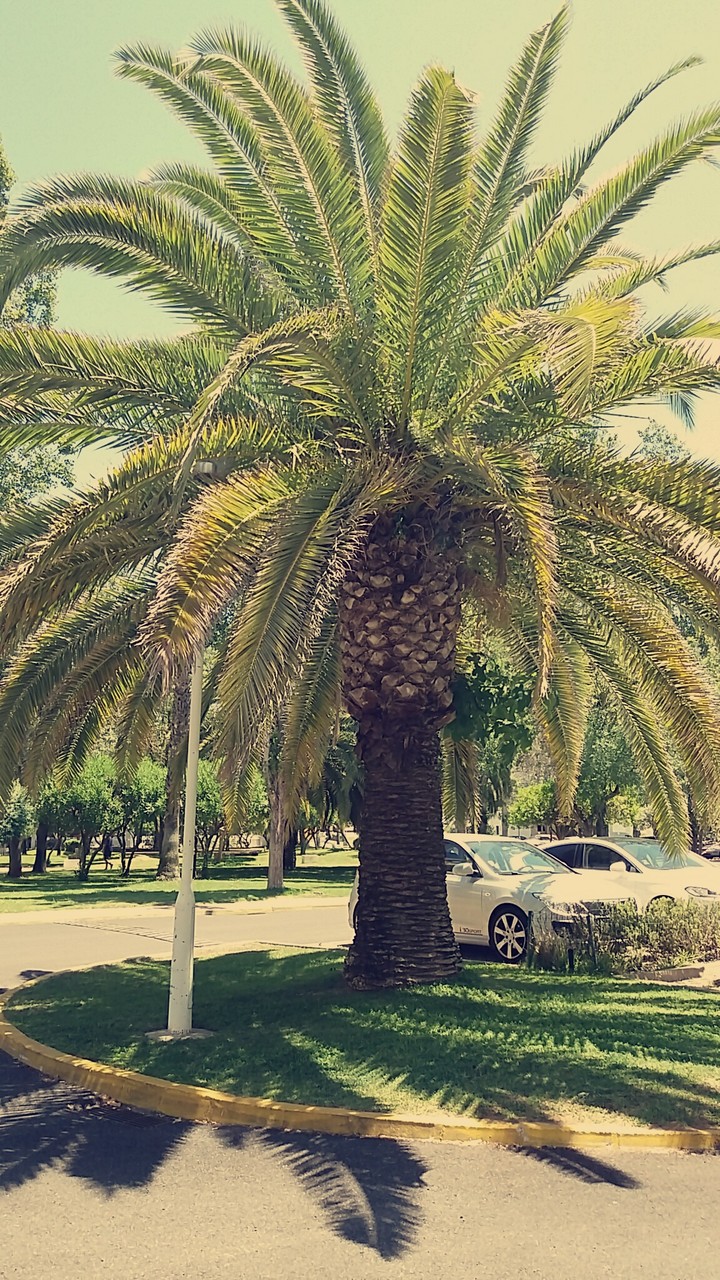 palm in The Portugal