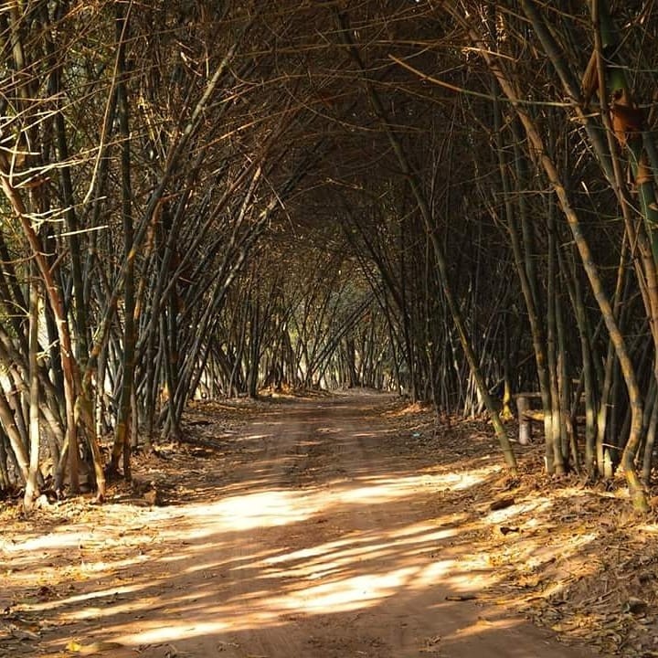 Jungle