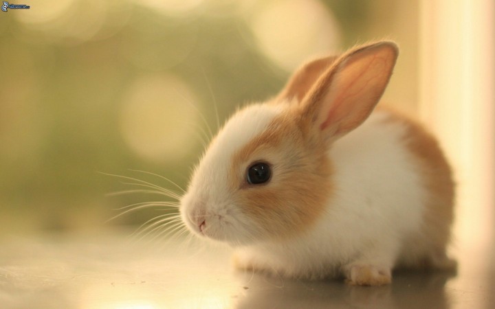 Cute