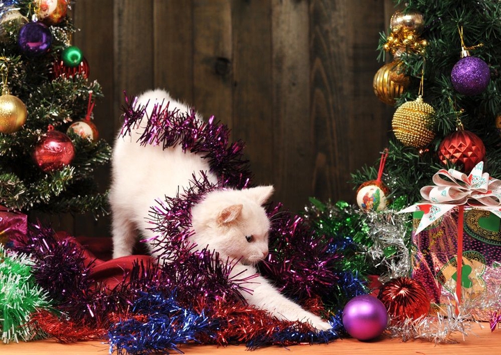 navidad