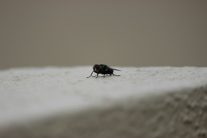 mosquito