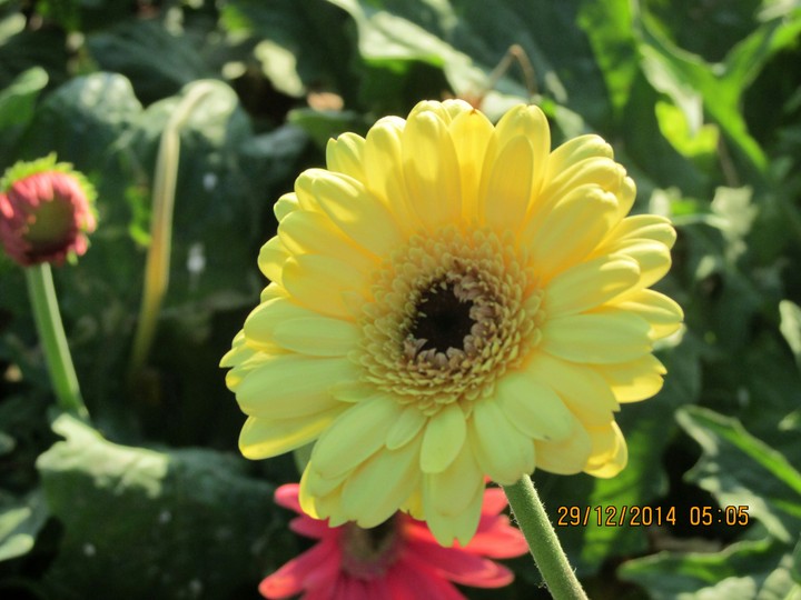 the yellow dolly
