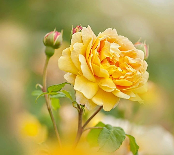 yellow Rose