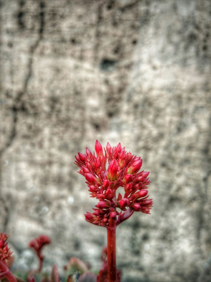 the red hot