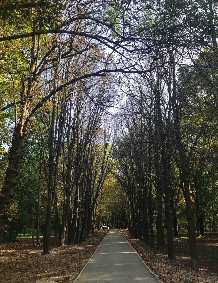 the alley of trees