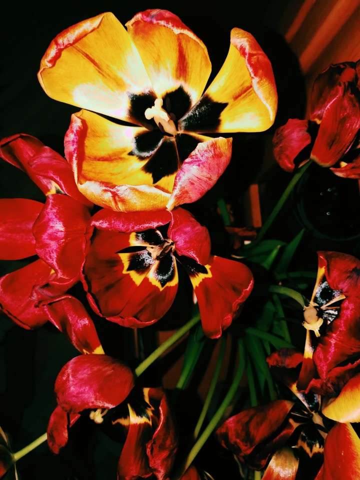Red tulips@