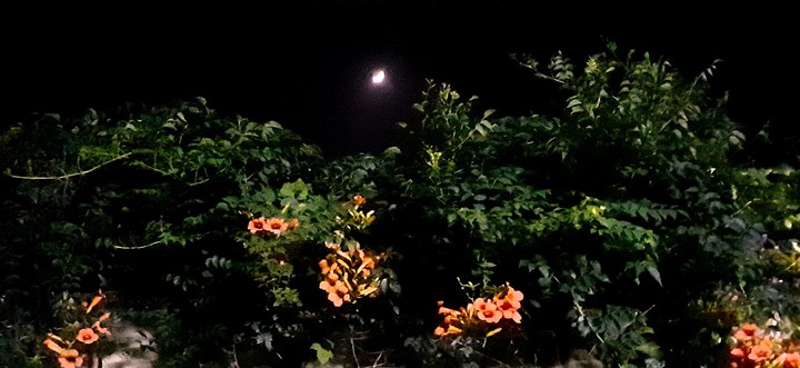 speaking night view