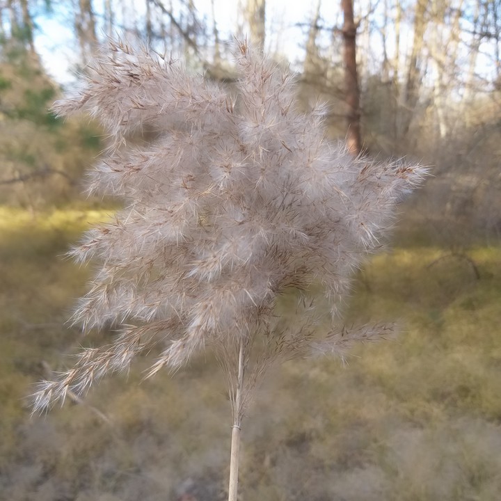 reeds