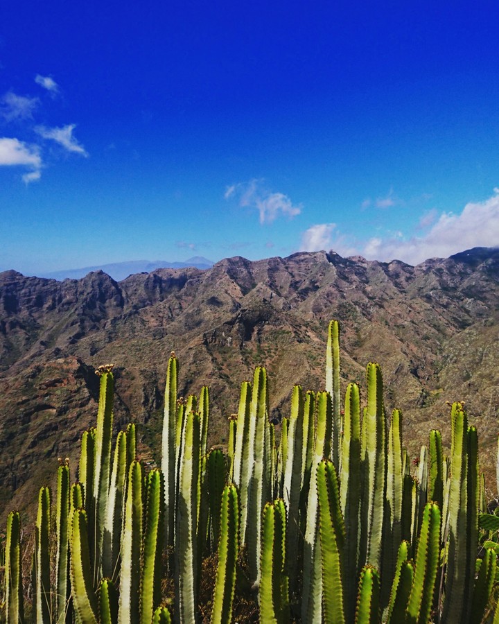 Cactus.