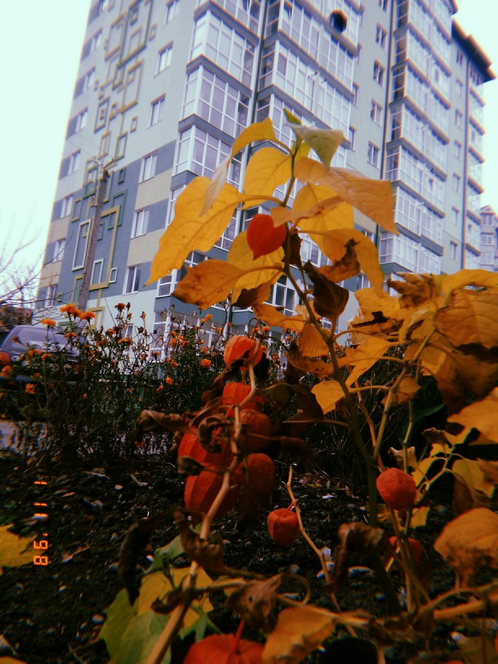 photo without filters