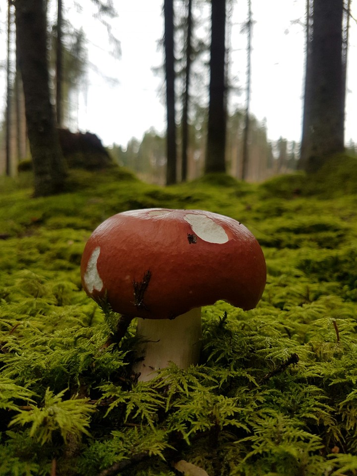 Mushroom in green ocean.