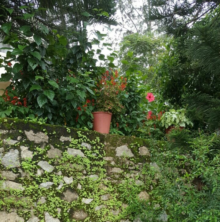Shrubery