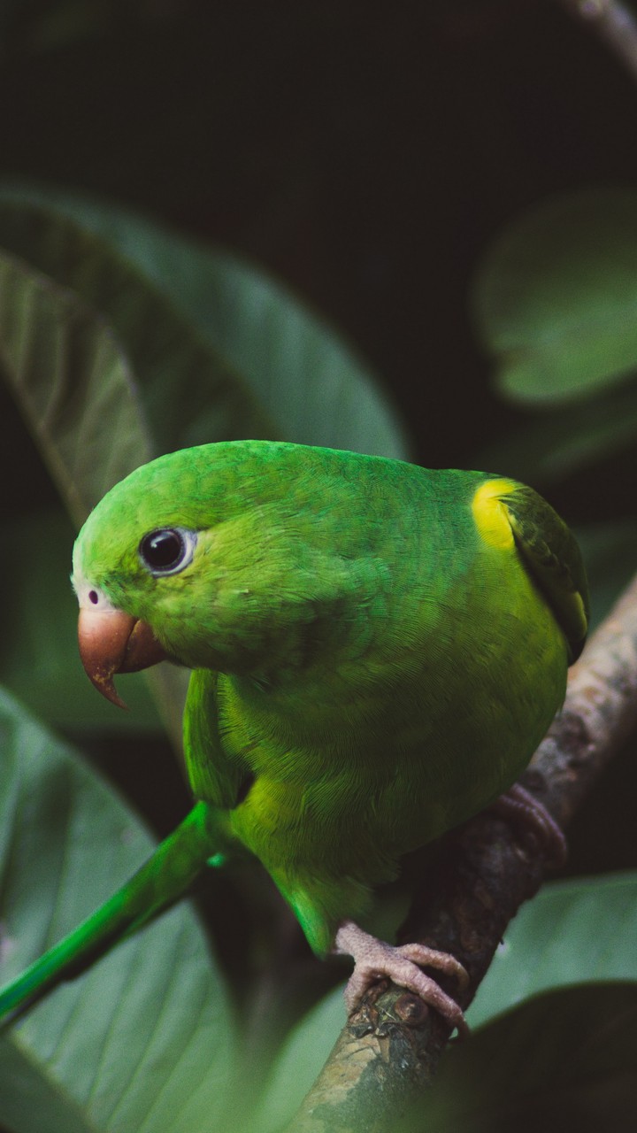 Bird
