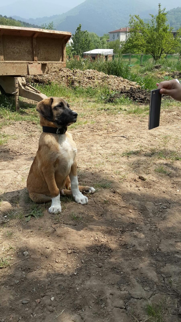 çomar