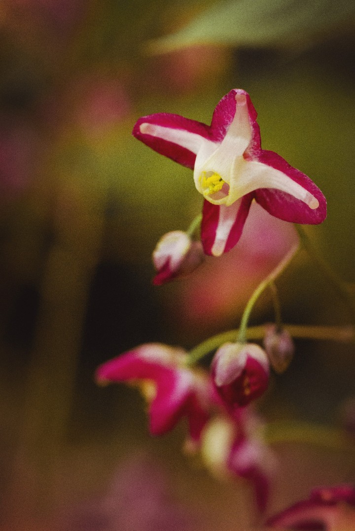 Epimedium rubrum