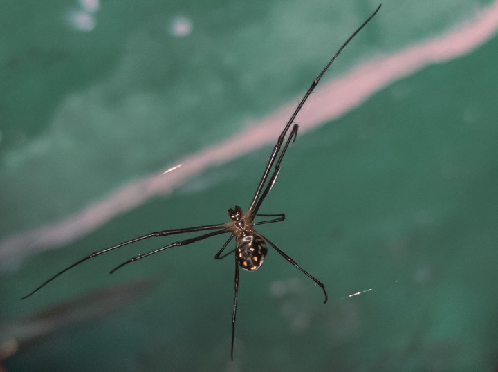 spider