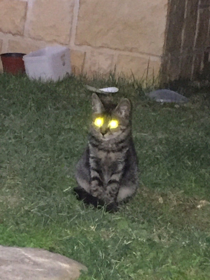 우리집마당에 놀러온 고양이