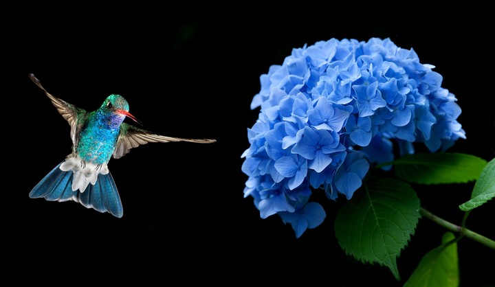 Hummingbird & hydrangea