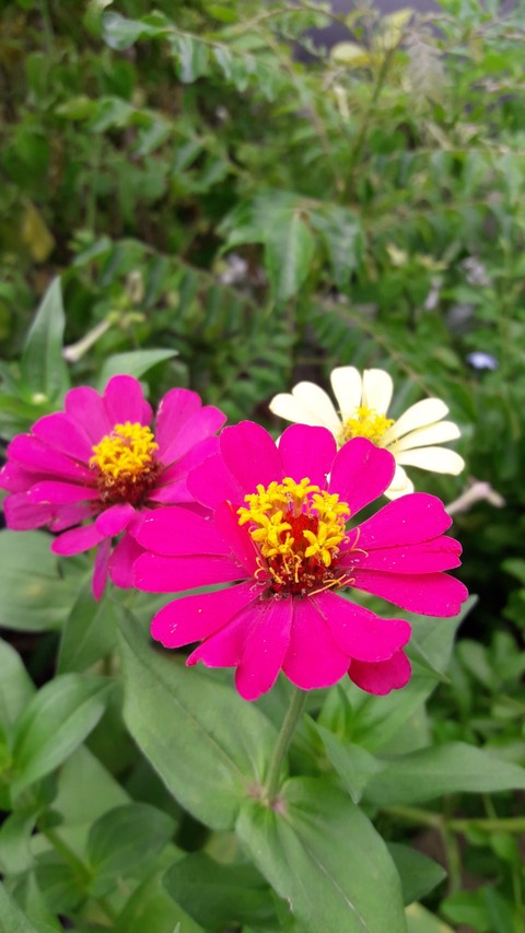 plant, flower桌布