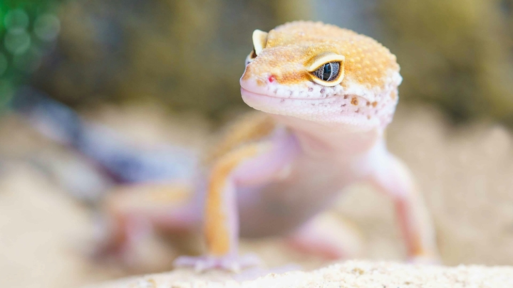 Gecko lizard