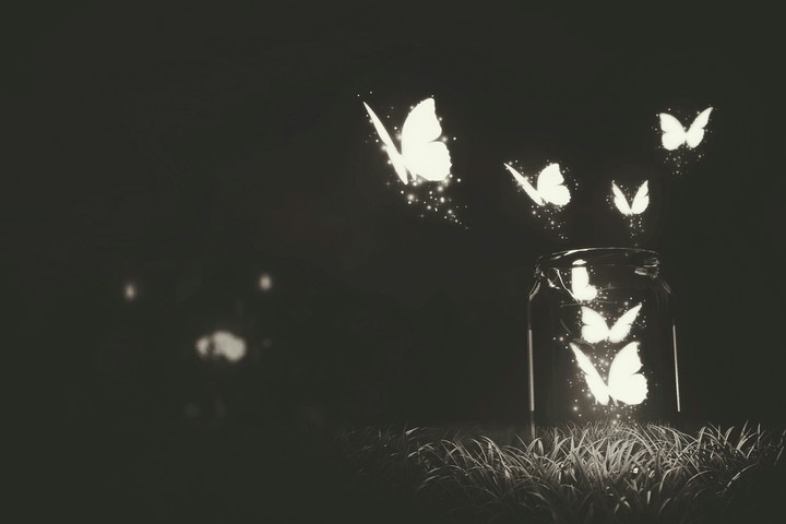 butterfly